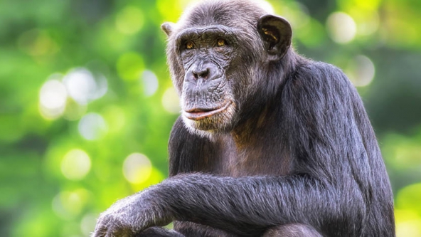 When it comes to handling our finances, the truth is we’re all like chimps
