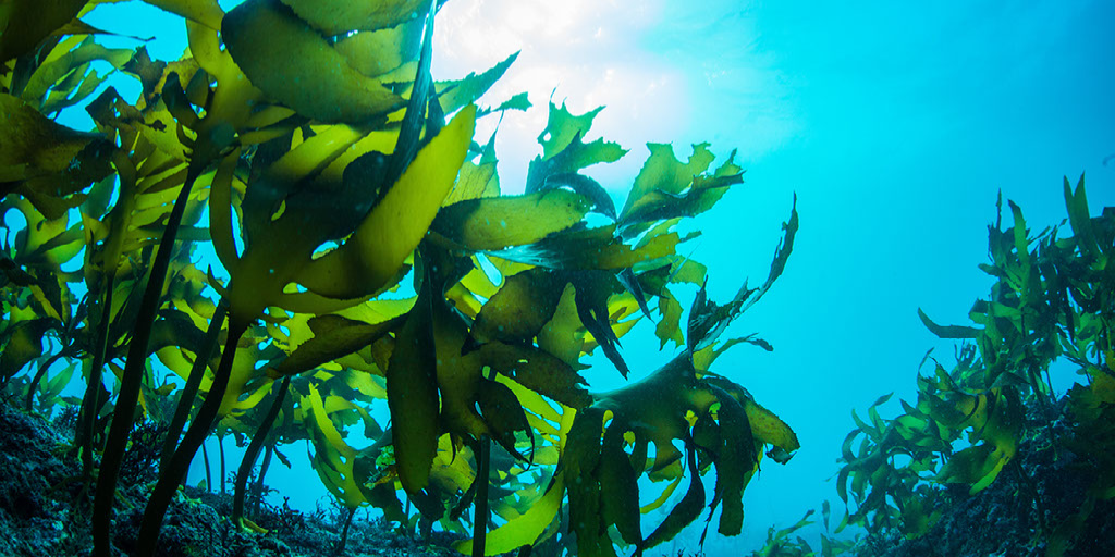 The potential of blue carbon | Octopus Group
